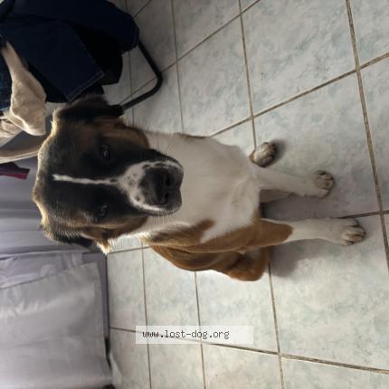 Photo 1/1 Reunited dog Lost in Homestead
