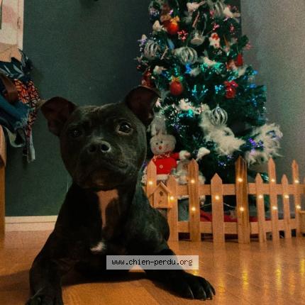 Photo 1/1 Shadow Chien lost in Saint nazaire