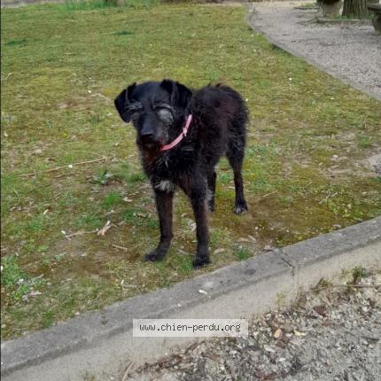 Photo 1/2 Chipie Chien lost in Ploeneour lanvern