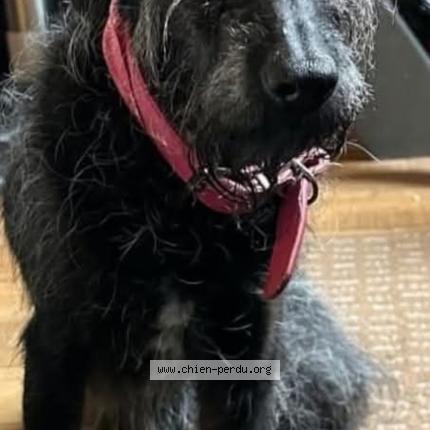 Photo 2/2 Chipie Chien lost in Ploeneour lanvern