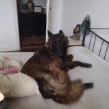 Picture of dog lost at Colayrac Saint Cirq