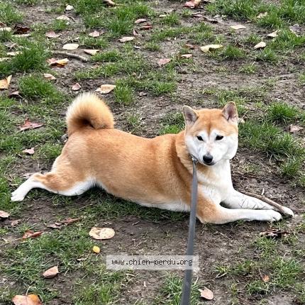 Foto 1/1 Hond teruggevonden Vermist in Forest