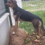 Picture of dog lost at Remoulins