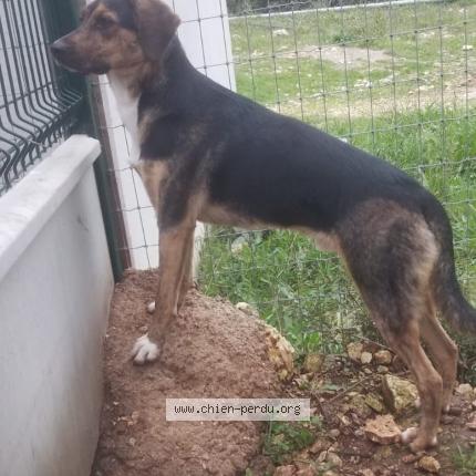 Photo 1/1 Gasper Chien lost in Remoulins