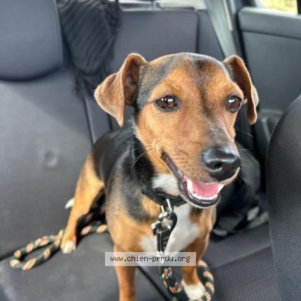 Photo 1/1 Saïko Chien lost in Sevremoine