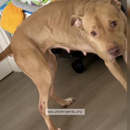 Photo 1/2 Reunited dog Lost in Sarcelles