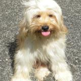 Picture of dog lost at Entre Saint Gilles Et Saint Lo