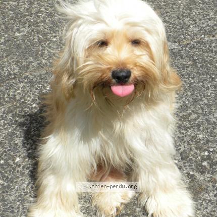 Photo 1/1 Zédix Chien lost in Entre saint gilles et saint lo