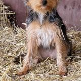 Pepita