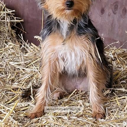 Foto van vermiste hond in Ittre