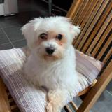 Picture of dog lost at Cuvat