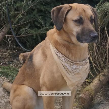 Foto van vermiste hond in Ixelles