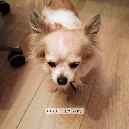 Foto van gevonden hond in Trooz