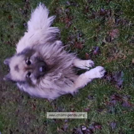 Foto 1/1 Hond teruggevonden Gevonden in Louvain La Neuve