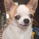 Picture of dog lost at Le Plessis Feu Aussoux