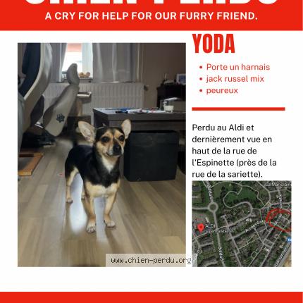 Foto van vermiste hond in Louvain La Neuve
