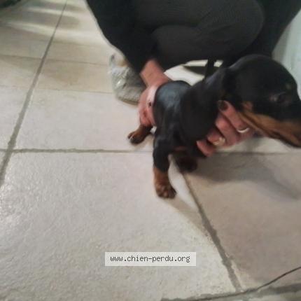 Foto van gevonden hond in Tervuren