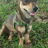 Photo of a dog found in Chiriqui