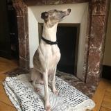 Picture of dog lost at Orleans