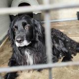 Picture of dog found at Moissac