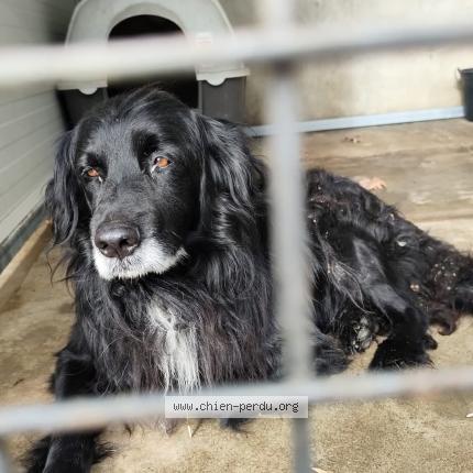 Photo 1/1 Dog reunited Found in Moissac