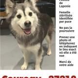 Picture of dog lost at Courcay