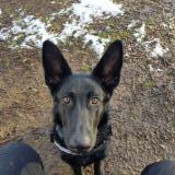 Picture of dog lost at Saint Jean Du Falga