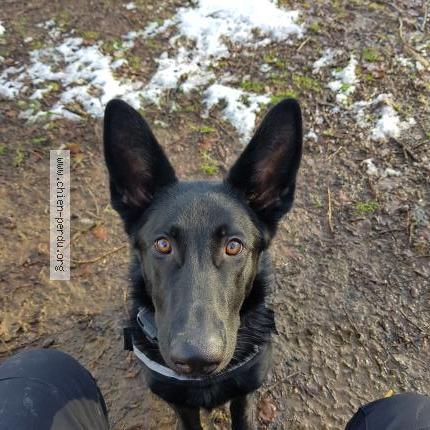 Photo 1/1 NA&Iuml;CHKA Chien lost in Saint jean du falga