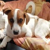 Picture of dog lost at St Pierre Des Landes