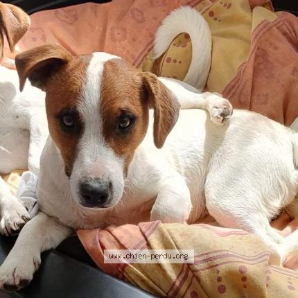 Photo 1/1 Rocky Chien lost in St pierre des landes