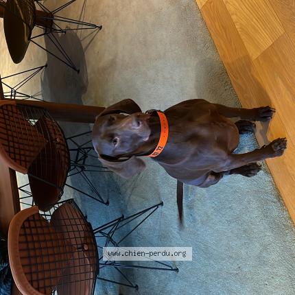 Foto van vermiste hond in Grivegnee Liege