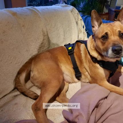 Foto van vermiste hond in Ath