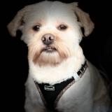 Picture of dog lost at St Chamond