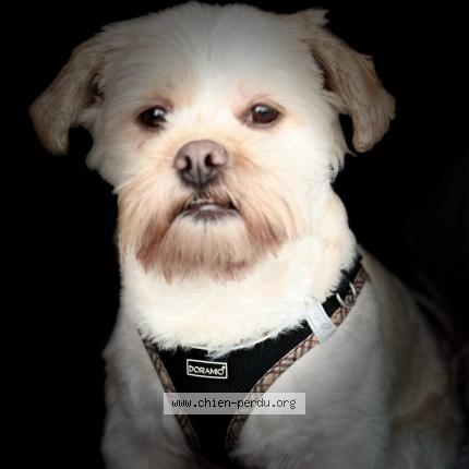 Photo 1/1 Dog reunited Lost in St chamond