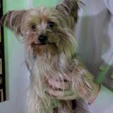 Picture of dog found at Belgentier