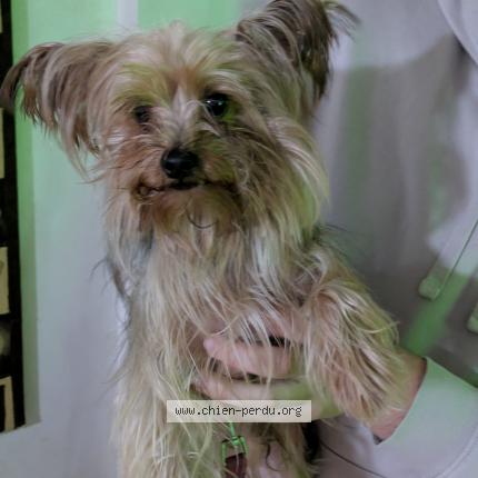 Photo 1/1 Dog reunited Found in Belgentier