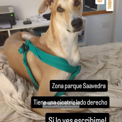 Photo 1/1 Wifi Chien lost in Buenos aires saavedra