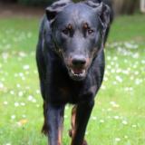 Picture of dog lost at Samoreau