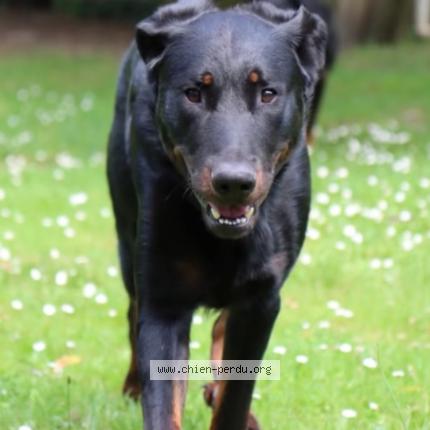 Photo 1/1 TANGO Chien lost in Samoreau