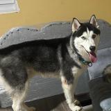 Picture of dog lost at Santo Domingo