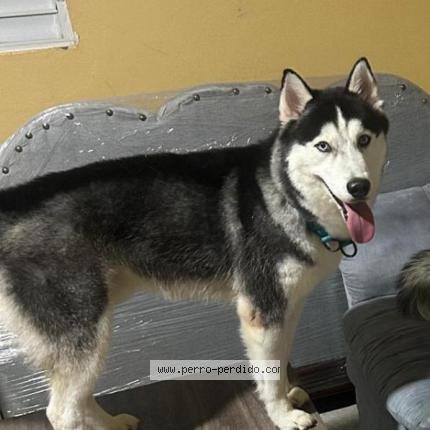 Photo 1/1 Togo Chien lost in Santo domingo