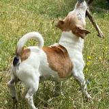 Picture of dog lost at Cadenet 84160