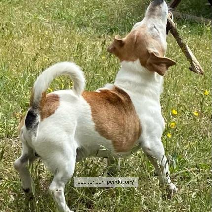 Photo 1/2 Dougy Chien lost in Cadenet 84160