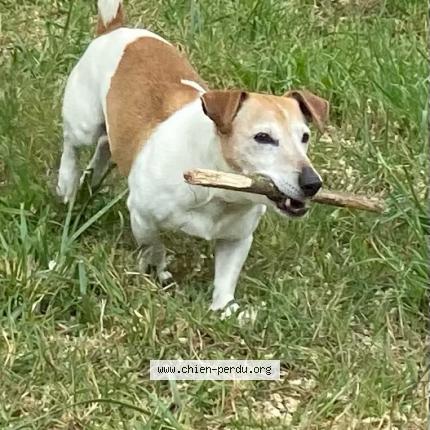 Photo 2/2 Dougy Chien lost in Cadenet 84160