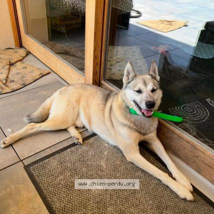 Picture of dog lost at Saint Alban Des Villards