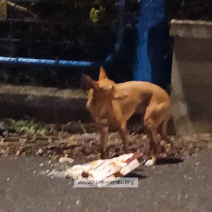 Photo de chien trouvé à St Max