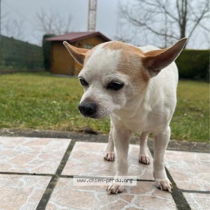 Photo 1/1 Reunited dog Found in Mericourt