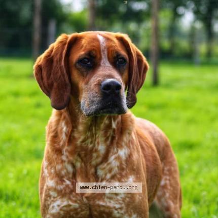 Photo 1/1 Belote Chien lost in Bouresse