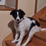 Picture of dog lost at Saint Diery