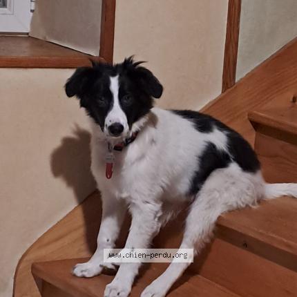 Photo 1/2 ULINE Chien lost in Saint diery